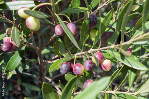 heranreifende Olivenfrüchte
