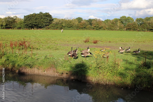 Flock of geese on the riverbank