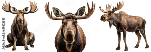 moose collection (portrait, standing, sitting), animal bundle isolated on a white background as transparent PNG