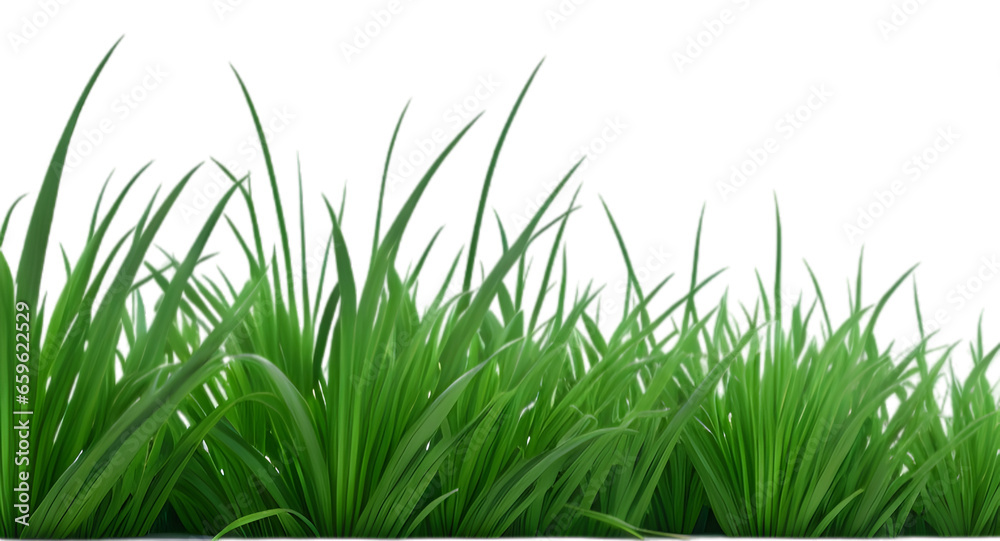 Fototapeta premium green grass isolated on white background, grass on transparent background PNG 
