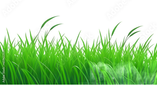 green grass isolated on white background   green grass on transparent background PNG 