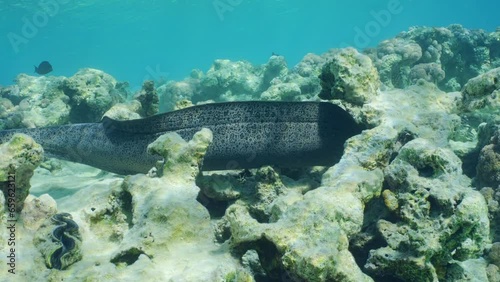 Giant moray eel (Gymnothorax javanicus) swimming in corals on top of shallow reef on sunny day in bright sunshine, Slow motion photo