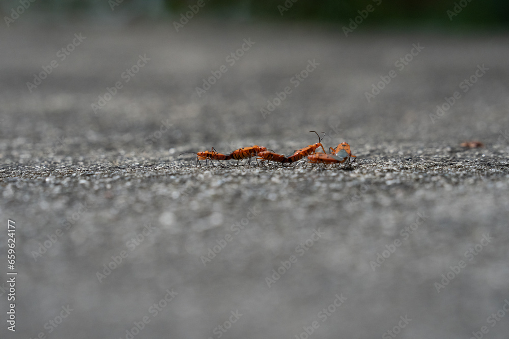 Small orange and black patterned insect Small orange and black patterned insect