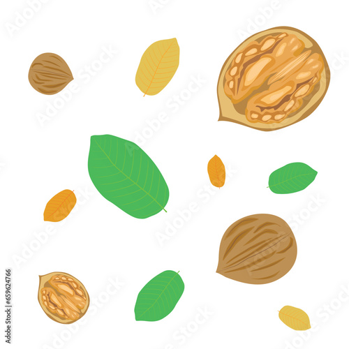 Composition of walnuts. Top view against a background of green leaves. Vector illustration