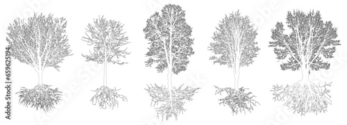 Set of contour trees with roots. Beautiful deciduous bare trees. Vector illustration
