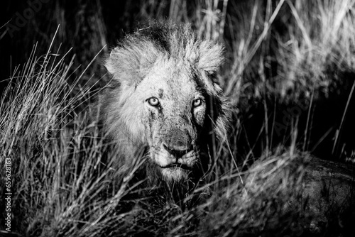Fototapeta Naklejka Na Ścianę i Meble -  Wild Lion in South Africa, Sabi Sabi