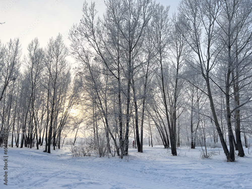 Panoramic view of the winter forest covered with frost. Panoramic view of the winter forest covered with frost.
