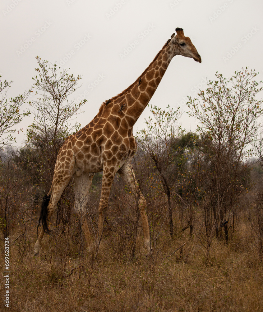 Fototapeta premium Zebra in South Africa, Sabi Sabi
