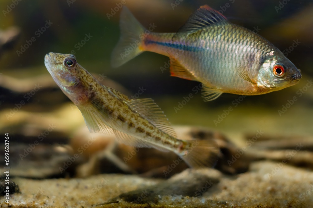 monkey goby in camouflage color, European bitterling male, Southern Bug river biotope aquarium, freshwater domesticated fish, adaptable and dangerous species, low light blurred hardscape background