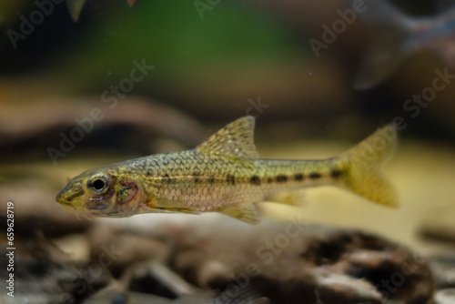 gobio gudgeon adult on sand bottom, freshwater wild caught and domesticated fish in temperate river biotope aquarium, blurred driftwood hardscape aquadesign, murky water dark low light mood concept © Valeronio