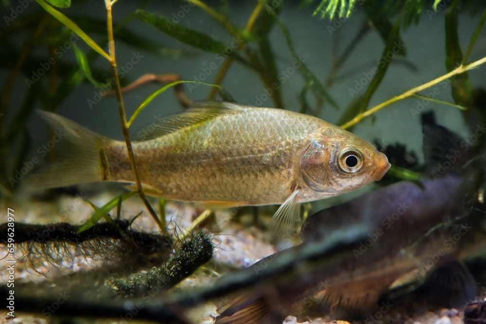 wild domesticated prussian carp juvenile fish, caught in Southern Bug river, adaptable wide-spread freshwater fish in temperate coldwater biotope aquarium, algae on driftwood, sand bottom design wild domesticated prussian carp juvenile fish, caught in Southern Bug river, adaptable wide-spread freshwater fish in temperate coldwater biotope aquarium, algae on driftwood, sand bottom design