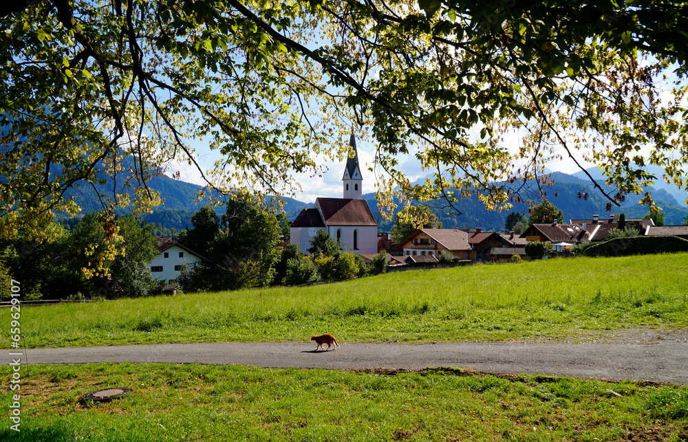 cat stralling along sunlit alpine countryside in Bavarian village Schwangau with ancient church in the background on gorgeous September day cat stralling along sunlit alpine countryside in Bavarian village Schwangau with ancient church in the background on gorgeous September day