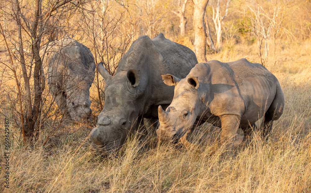 Fototapeta premium rhino in the savannah