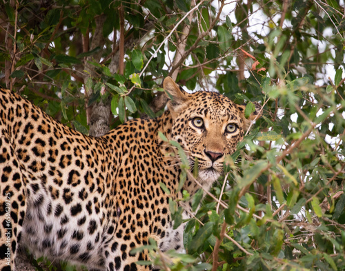 Leopard in the Tree  South Africa