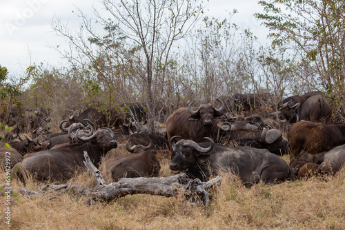 Canvas Print Buffalo in the Savannah, South Africa