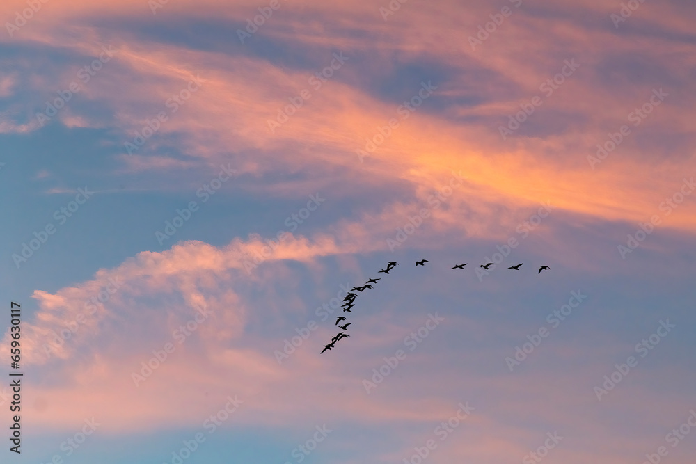 Flock of birds in formation in the sky during sunset with a cloudscape of feather clouds coloring orange against a blue backdrop of the sky