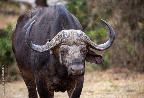 Buffalo in the Savannah, South Africa
