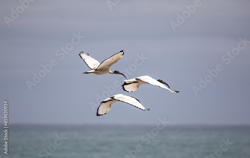 flying Ibis over the see, South Africa