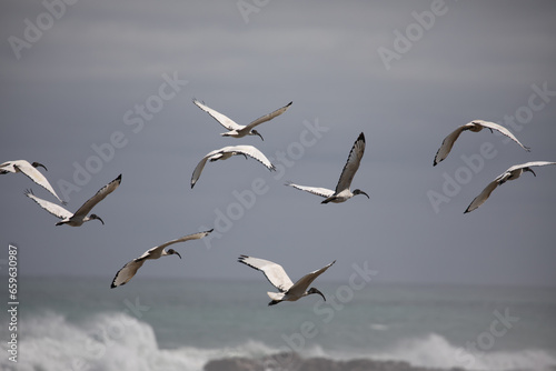 flying Ibis over the see  South Africa