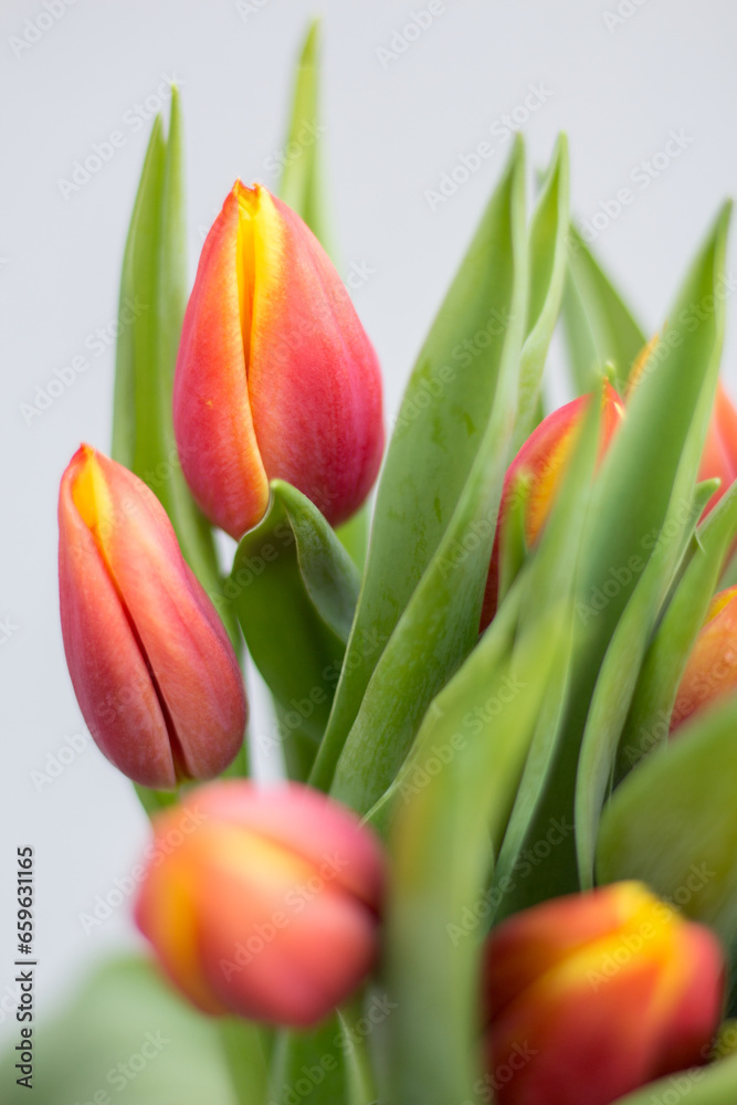 Naklejka premium Flowers, tulips, bouquet of tulips