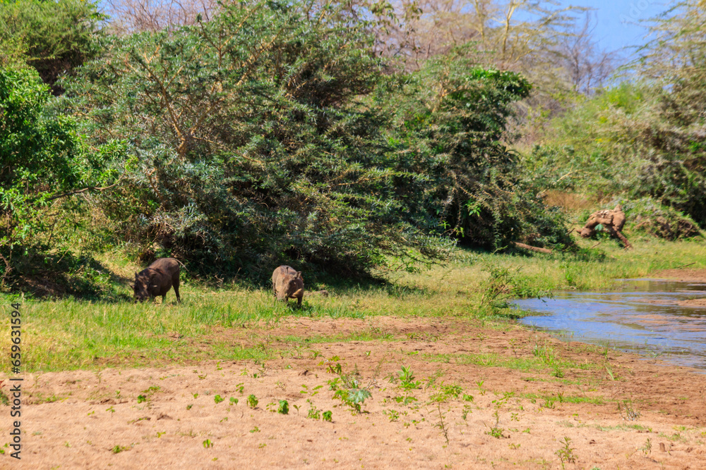 Common warthogs (Phacochoerus africanus) in Ngorongoro Crater National Park in Tanzania. Wildlife of Africa Common warthogs (Phacochoerus africanus) in Ngorongoro Crater National Park in Tanzania. Wildlife of Africa