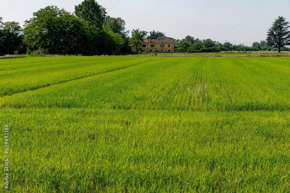 Panoramic view over a field with growing Arborio short-grain rice (often used to make risotto) in the vicinity of the city of Arborio, Piedmont, Italy Panoramic view over a field with growing Arborio short-grain rice (often used to make risotto) in the vicinity of the city of Arborio, Piedmont, Italy
