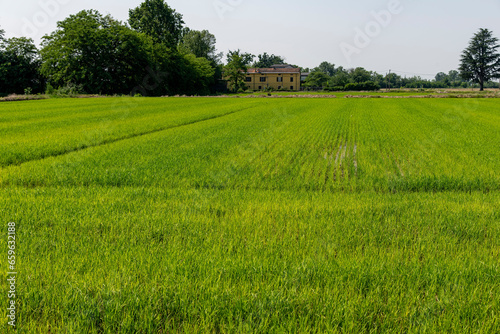 Panoramic view over a field with growing Arborio short-grain rice  often used to make risotto  in the vicinity of the city of Arborio  Piedmont  Italy