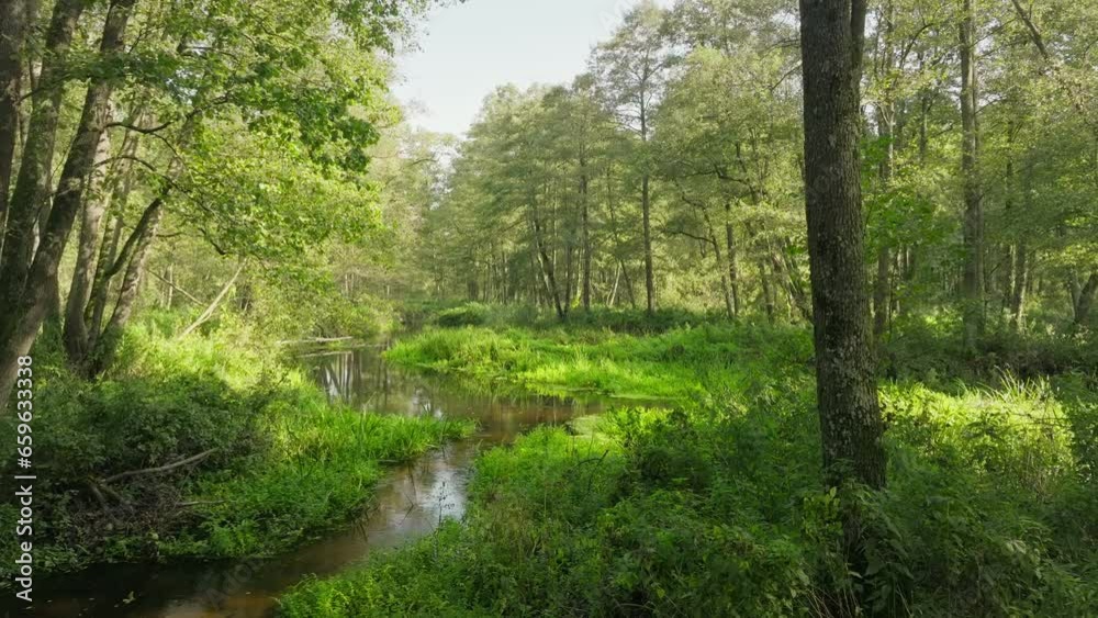 River nature green jungle travel tropical forest summer tree beautiful River nature green jungle travel tropical forest summer tree beautiful