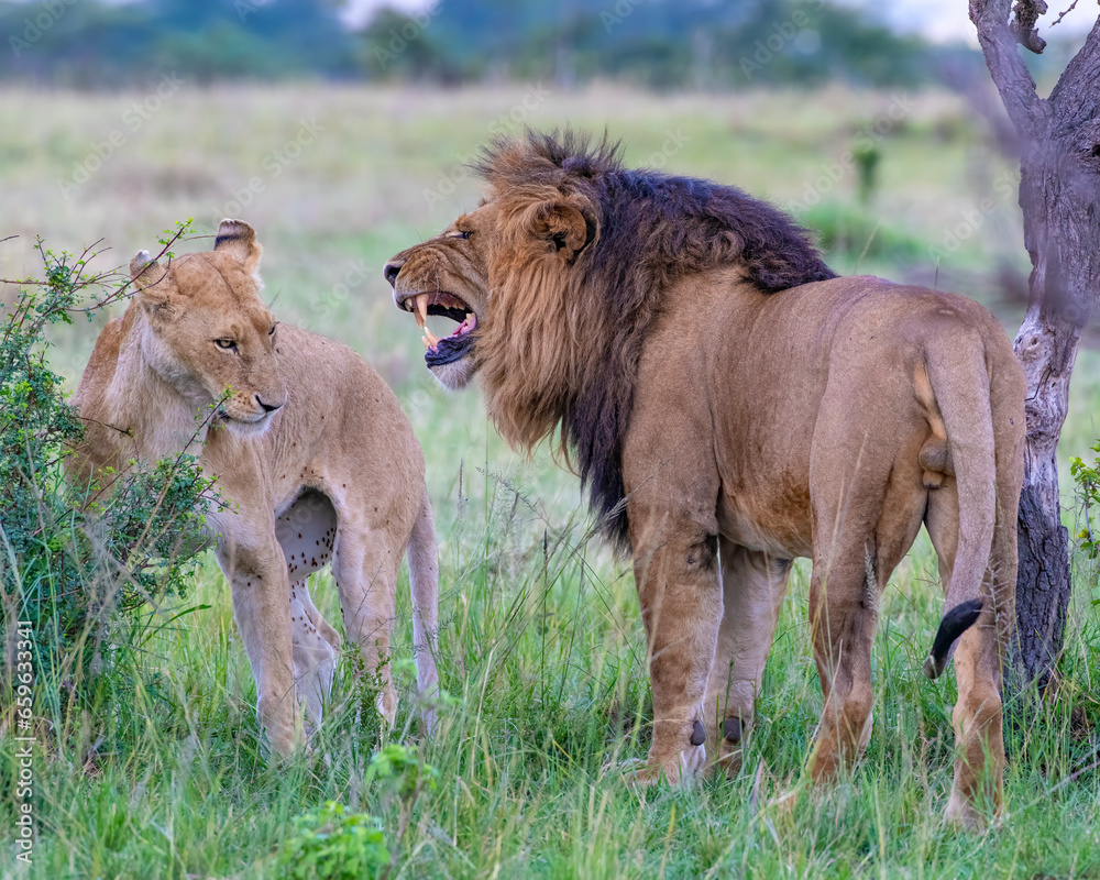 Lion courtship behavior in the Masai Mara Lion courtship behavior in the Masai Mara