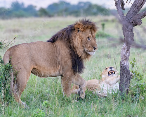 Fototapeta Naklejka Na Ścianę i Meble -  Lion courtship behavior in the Masai Mara