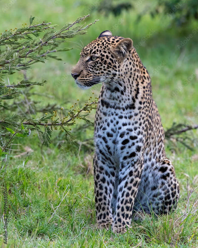 A Leopard in the Masai Mara, Kenya A Leopard in the Masai Mara, Kenya