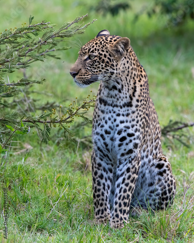 A Leopard in the Masai Mara  Kenya