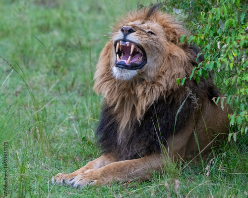 Fotografija Male Lion yawning in the Masai Mara