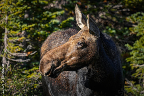 Moose Cow Close-up photo