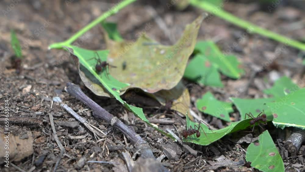leaf cutter ants crawling on the ground in the rain forest, working together in team work and carrying leafs back to their colony. leaf cutter ants crawling on the ground in the rain forest, working together in team work and carrying leafs back to their colony.