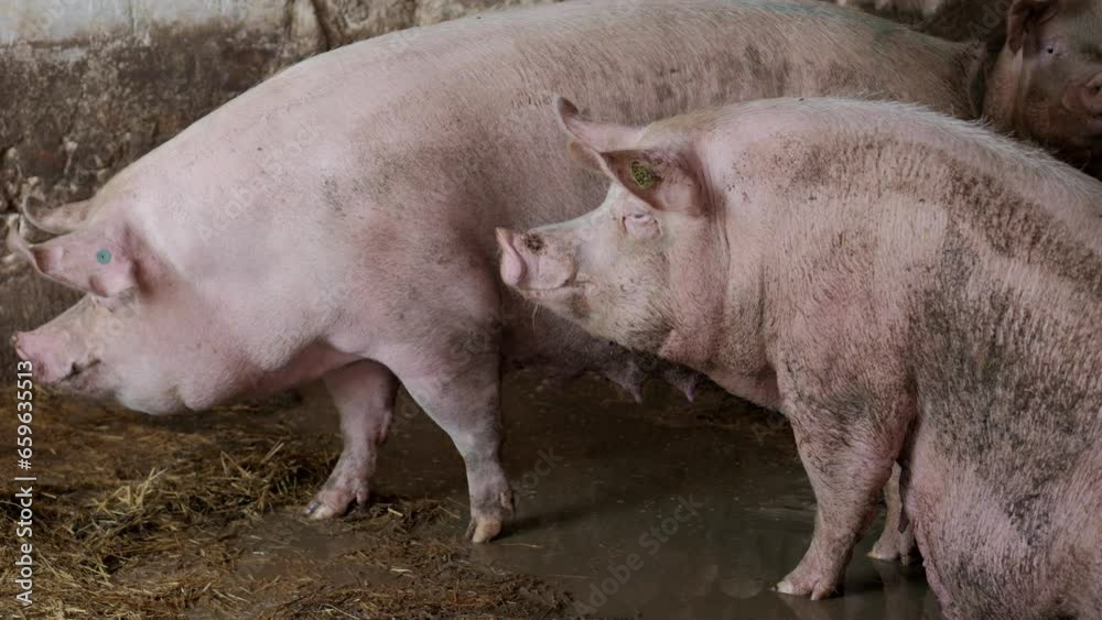Pig. Pig farm. Modern Pigs Farm. Huge pig on a farm.