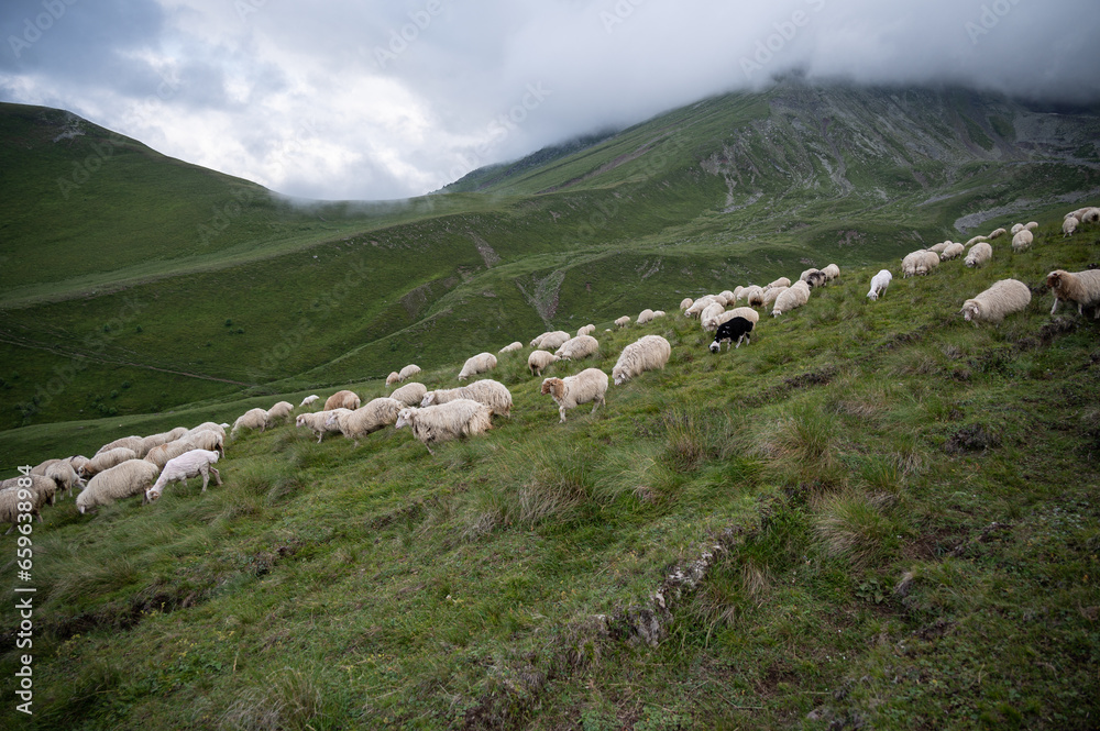 Flock of Sheep grazing in the green mountains of Kazbegi in Georgia