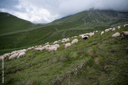 Flock of Sheep grazing in the green mountains of Kazbegi in Georgia