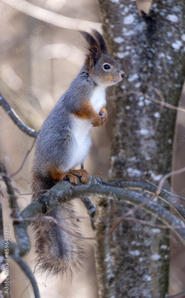 Fototapeta premium winter fluffy squirrel stand on tree branch