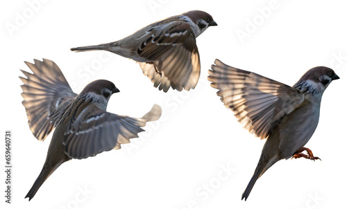 isolated three Eurasian tree sparrow males in flight