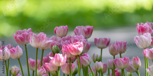 light pink tulips on green background