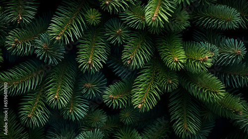 Christmas Fir tree brunch textured Background. Christmas tree branches green texture  no decorations.