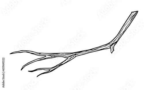 Branch of Tree. Hand drawn illustration of bare winter or autumn bare twig in line art style. Sketch of woodland plant in black and white colors. Monochrome Engraving of forest flora for clipart.