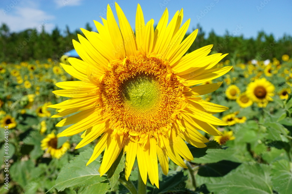 Beautiful and fresh sunflowers growing in a field on a farm.