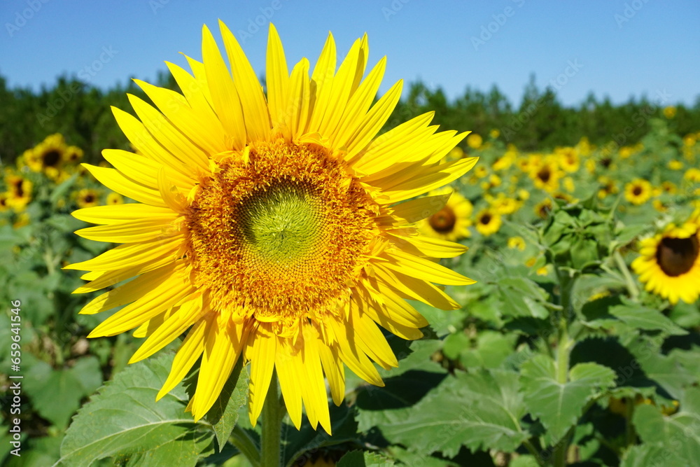 Beautiful and fresh sunflowers growing in a field on a farm.