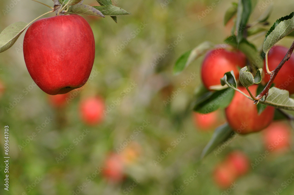 apples on the tree