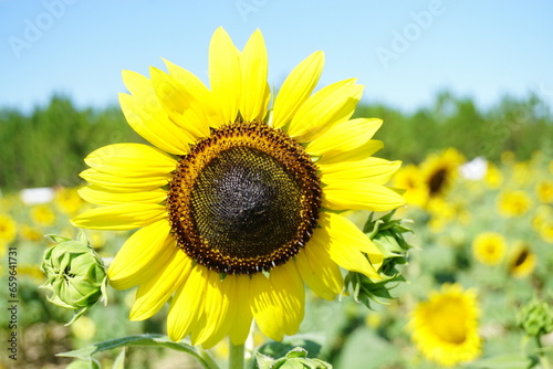 Beautiful and fresh sunflowers growing in a field on a farm.