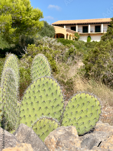 cactus in garden