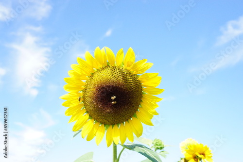 Beautiful and fresh sunflowers growing in a field on a farm.