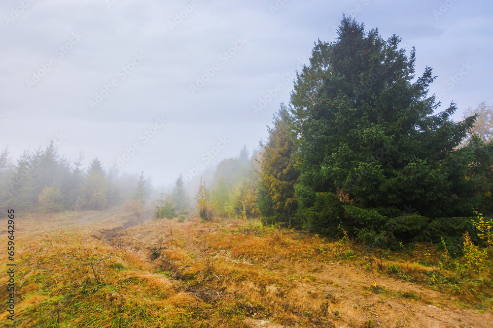 coniferous forest on the grassy hill in mist. nature landscape in autumn. foggy weather with overcast sky coniferous forest on the grassy hill in mist. nature landscape in autumn. foggy weather with overcast sky